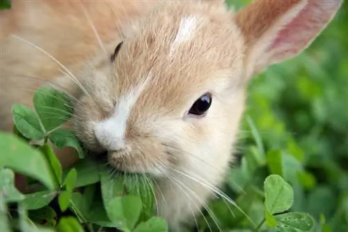 Wood sorrel: poisonous or edible? Important information