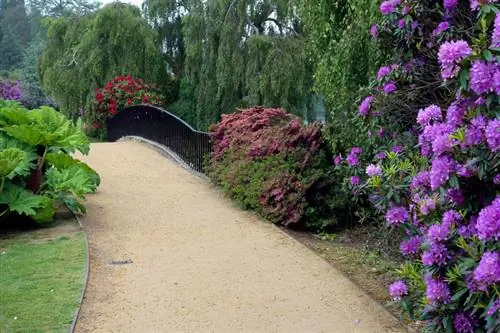 Rhododendronsygdomme: Sådan genkender og behandler du dem