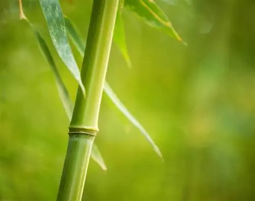 Bambu ruukkukasvina: edut ja hoito-ohjeet