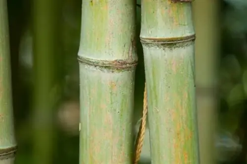 Bambu på vintern