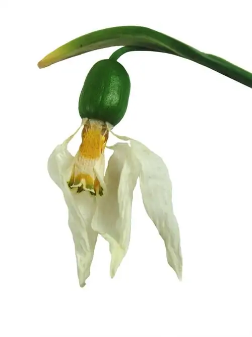 Snowdrop seeds: Kailan sila hinog at paano sila naghahasik?