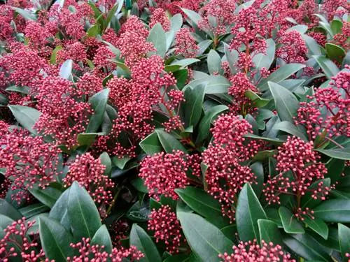 Skimmia atrašanās vieta