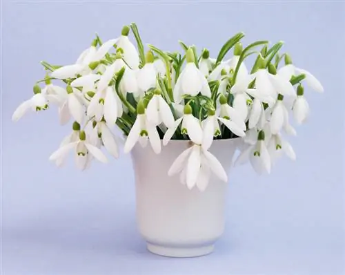 Cutting snowdrops: when and how is it right?