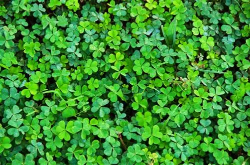 Paano mo nakikilala at nilalabanan ang wood sorrel sa hardin?