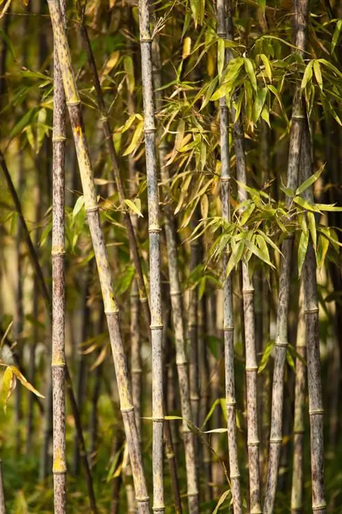 Bruna blad på bambu: vad är det och vad ska man göra?