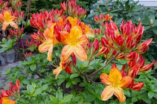 Rhododendron brown leaves