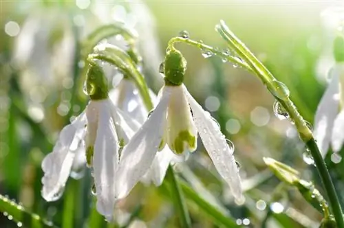 Entretien des perce-neige : conseils pour des plantes saines et fleuries