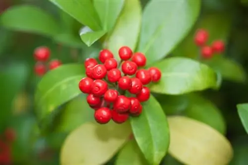 Gele bladeren op skimmia's? 7 mogelijke redenen en oplossingen