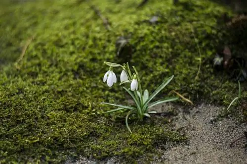 Sneeuwklokjes in de tuin: locatietips voor gezonde bloemen