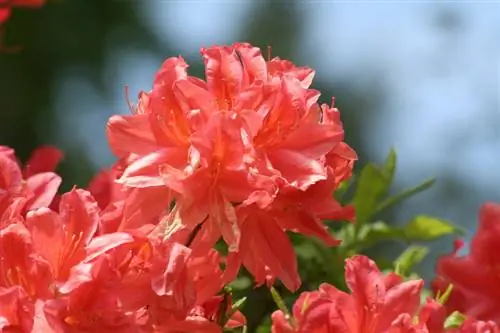 Rhododendron kártevők