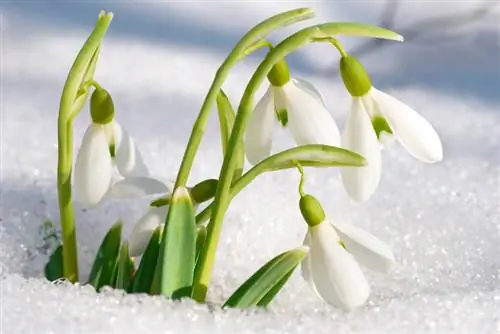 Profil Snowdrop: Apakah yang perlu diketahui oleh setiap tukang kebun?