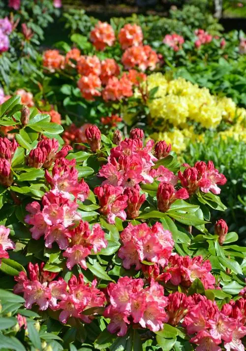 Rhododendron geel blad