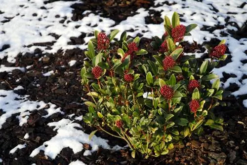 Hardy Skimmie : Conseils pour un hivernage réussi