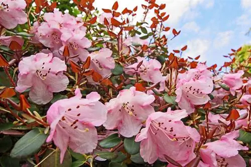 Rhododendron ligging