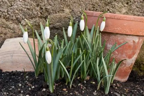 Sneeuwklokjes bemesten: is dat echt nodig?