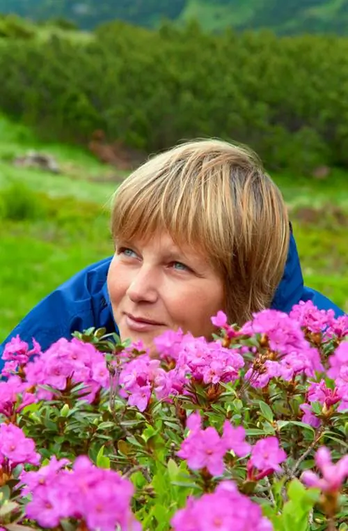 Rhododendron giftig