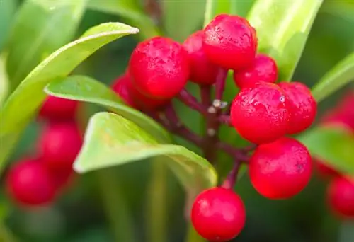 Fruit Skimmie: Всичко, което трябва да знаете за тази зимна украса