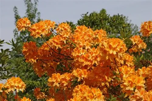 Rhododendron fertilizer