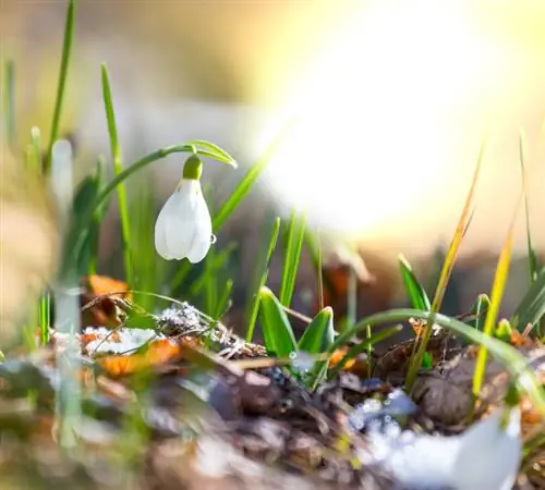 The snowdrop - on the trail of its special features