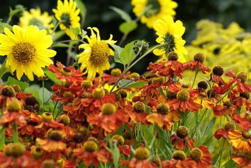 Quali varietà di spose del sole si adattano al tuo giardino?