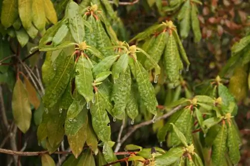 Rhododendron çiçək açmır