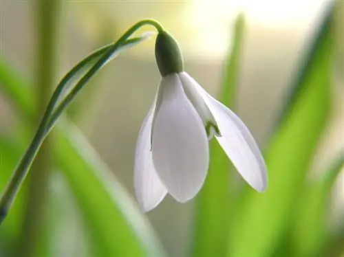 Snowdrops in bloom: characteristics and identifying signs