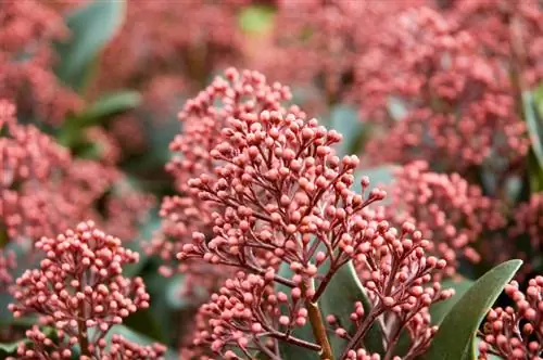 Befrugte skimmia