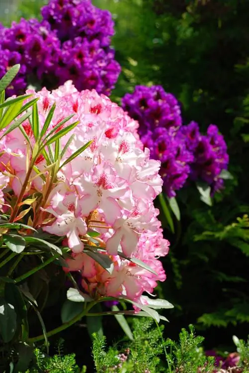 Rhododendron variëteite en spesies