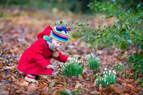 Ang mga snowdrop ba ay nakakalason? Mga panganib para sa mga tao at hayop