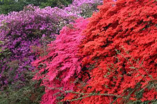 rododendro resistente