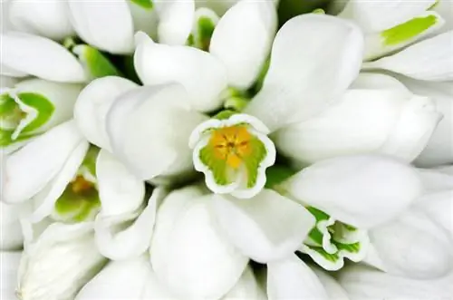 Snowdrop varieties