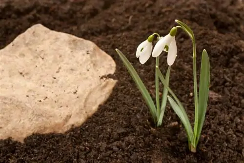 Sneeuwklokkies in die tuin: Wat is die beste manier om hulle voort te plant?