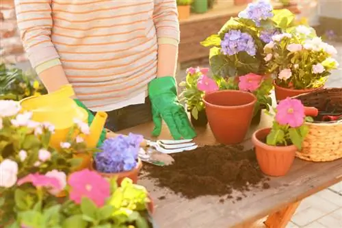 Ginagawa nitong madali ang pag-repot ng mga hydrangea