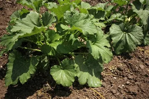 Zucchini mildew