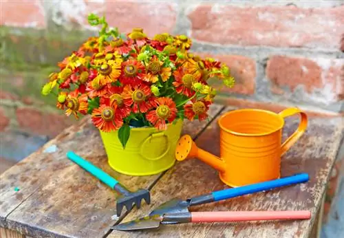 Skæring af solsikke: Sådan forlænger du blomstringsperioden