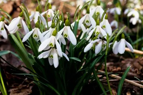 Blomstringstid for snøklokke: Alle fakta på et øyeblikk