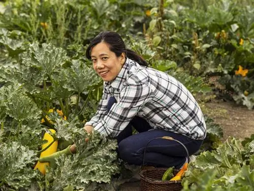 Courgette oogsten: wanneer is het juiste moment?