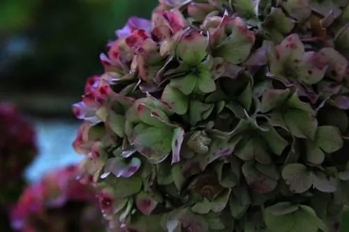 Mnyauko wa Hydrangea: sababu na vidokezo muhimu