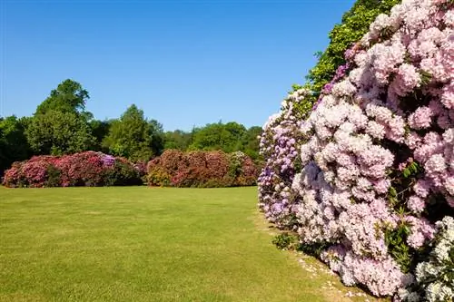 Rhododendron offshoots