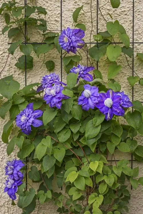 Treliça Clematis: é assim que você cria o destaque do seu jardim