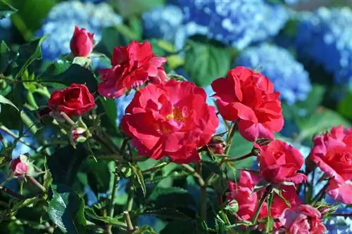 Hydrangea na roses