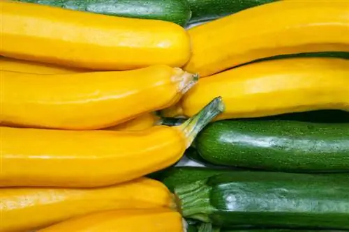 Courgette variëteite en tipes