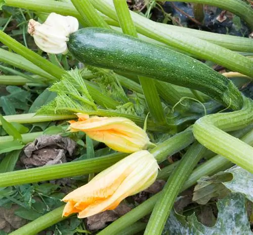 Courgette in de tuin