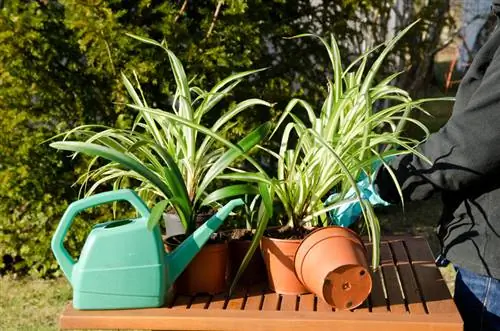 Transplant spider plants