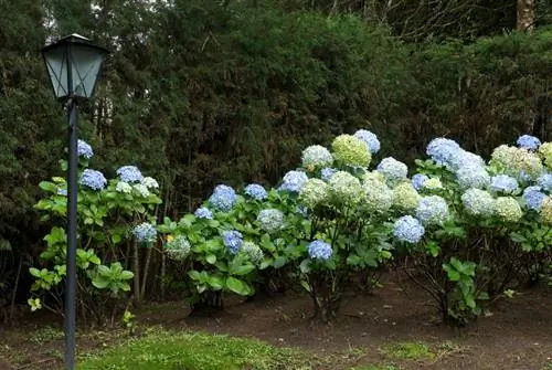 Hydrangea астында өсүмдүктөр