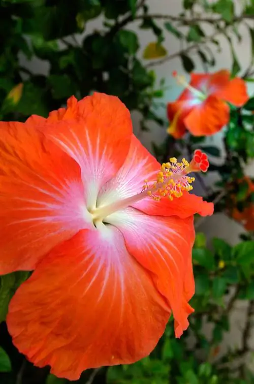 Hibiscus vård krukväxt