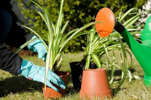 Spinplanten vermenigvuldigen: zo gaat het snel en gemakkelijk