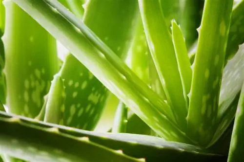 Aloe Vera-siektes: oorsake, simptome en oplossings