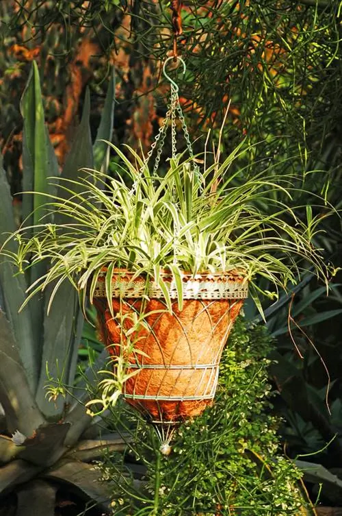 Spider Plant Frost