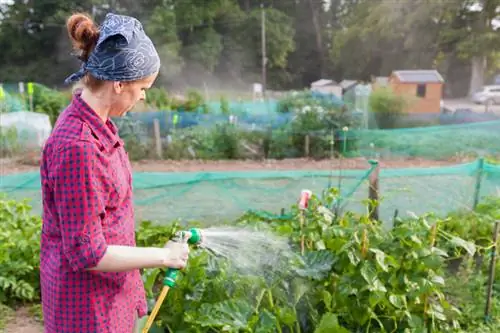 Courgetteverbouing maklik gemaak: wenke vir die tuin en balkon